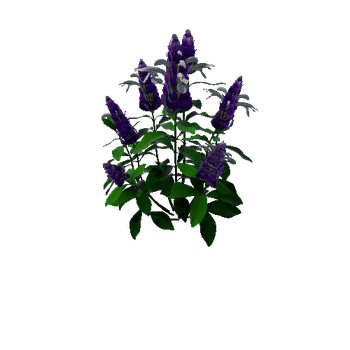Flower Pachystachys Lutea4 1